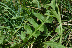 Sisymbrium austriacum