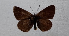 Eumedonia eumedon