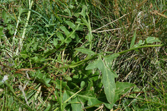 Sisymbrium austriacum