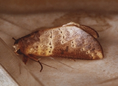 Hemiceras punctata