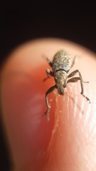 Entiminae