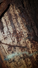 Silvanus unidentatus