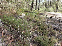 Platysace ericoides