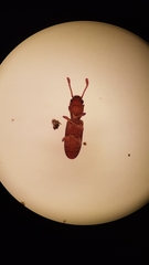 Silvanus unidentatus