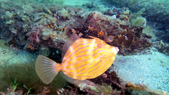 Eubalichthys mosaicus