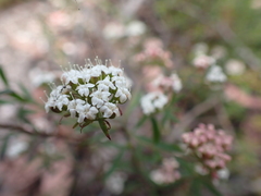Platysace ericoides