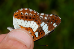 Limenitis glorifica