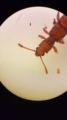 Silvanus unidentatus