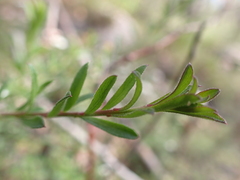 Platysace ericoides