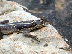Tropidurus semitaeniatus