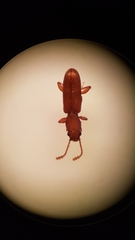 Silvanus unidentatus