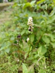Persicaria barbata