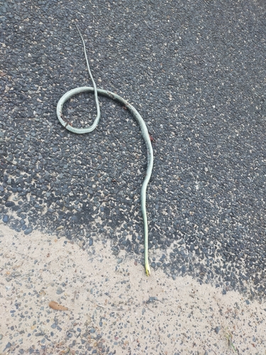 Common Tree Snake sighting