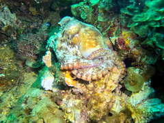 Octopus djinda