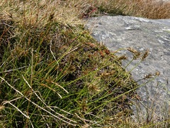 Carex edura