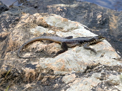 Tropidurus semitaeniatus