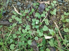 Hydrocotyle moschata