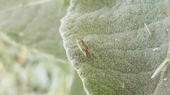 Closterotomus