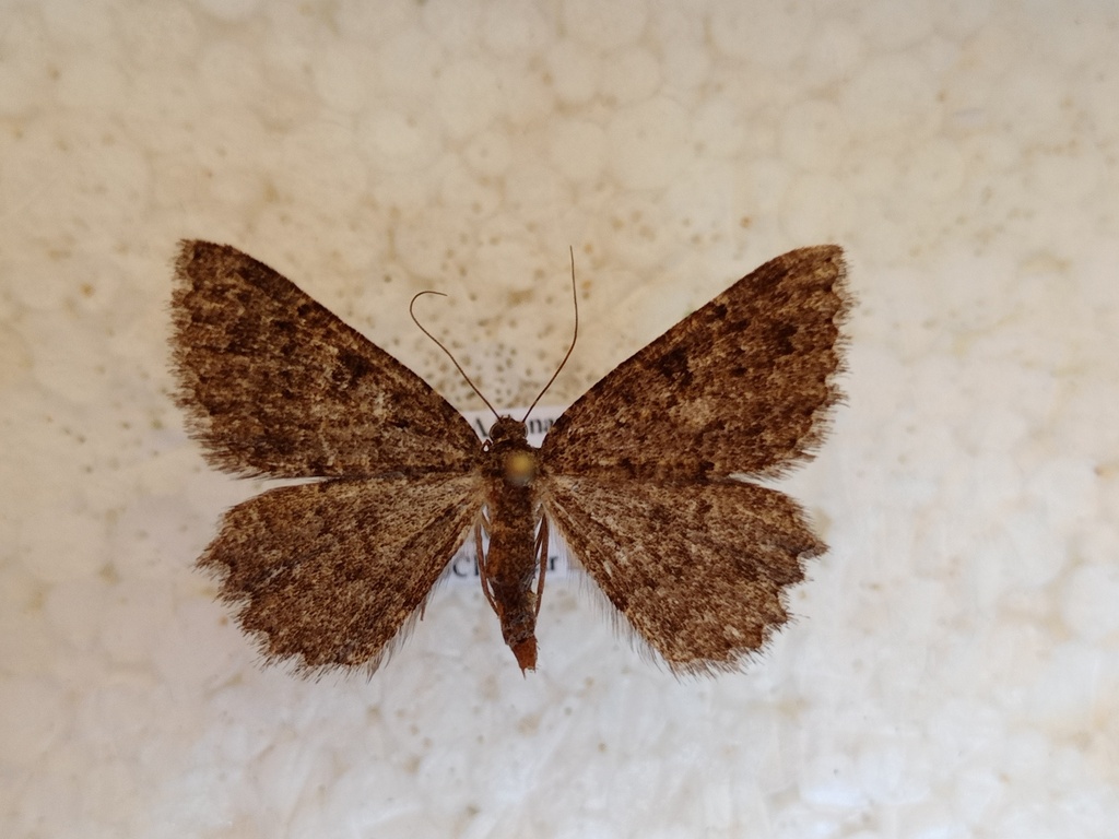 Gnophos canariensis