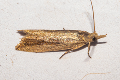Bactra noteraula