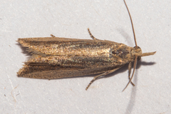 Bactra noteraula