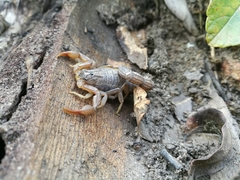 Hottentotta hottentotta