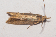 Bactra noteraula