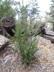 Hibbertia ericifolia