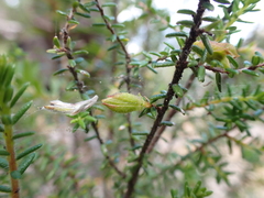 Hibbertia ericifolia