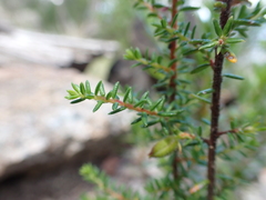 Hibbertia ericifolia