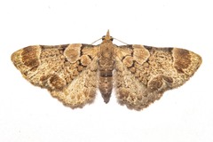 Chloroclystis lichenodes