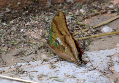 Charaxes candiope