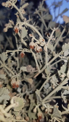 Hermannia minutiflora