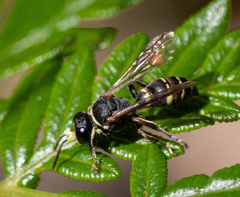 Austrogorytes spryi