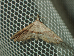 Hypenagonia