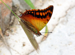 Charaxes candiope