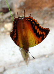 Charaxes candiope