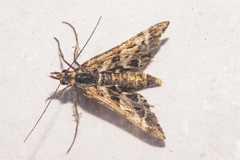 Diasemia grammalis