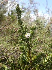 Westringia senifolia