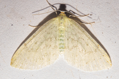 Epiphryne undosata