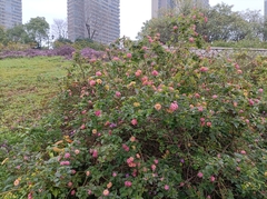 Lantana camara