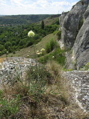 Cephalaria uralensis