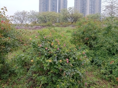 Lantana camara