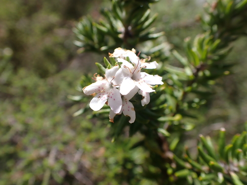 Image of Westringia senifolia by (c) Nina Kerr, some rights reserved (CC BY)