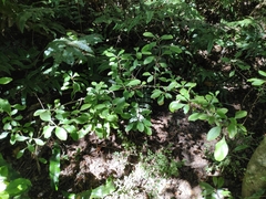 Coprosma foetidissima