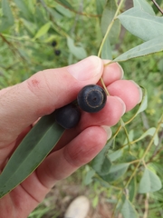 Santalum lanceolatum