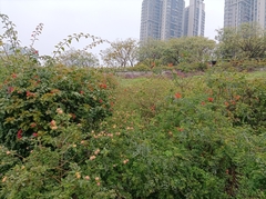 Lantana camara