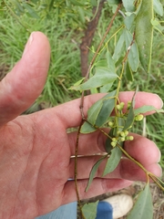 Santalum lanceolatum