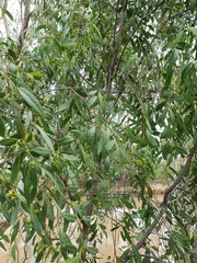 Santalum lanceolatum
