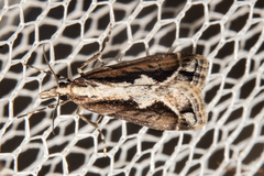Eudonia steropaea